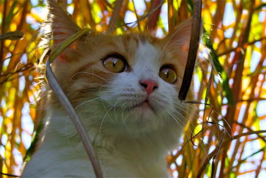 1757004 (a): :2048x1366